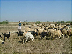 A herdsman travelling out to find greener pastures_GUIDE