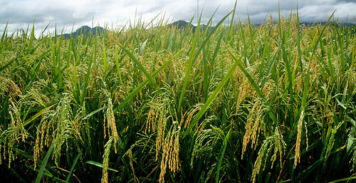 Golden-rice-plants_IRRI