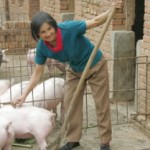 Pig production