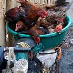 avianflu