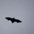 bats