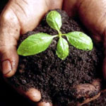biochar-s