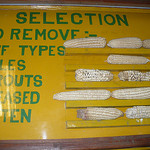 Maize