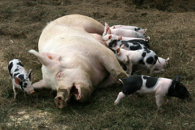 Sow suckling its piglets.