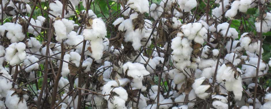 cotton crops