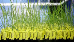 Genetically modified rice plants