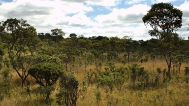 miombo woodlands zambia cifor