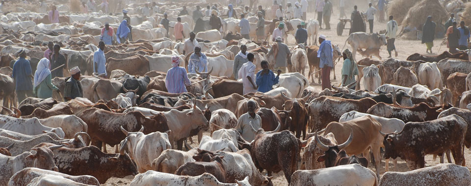 Cattle market in Kenya