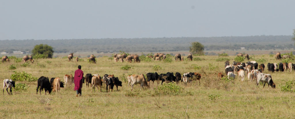 Panorama with man and cattle, Arusha, Tanzania. Image: Felix Lankester