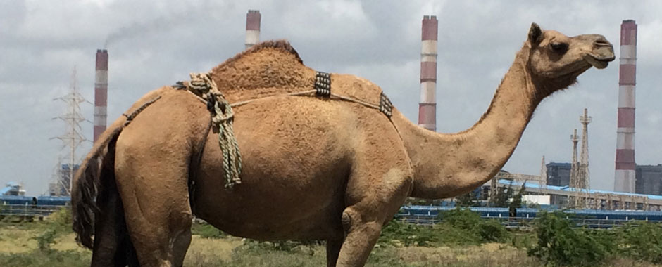 Camel standing in landscape with industrial chimneys in background.