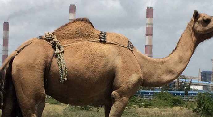 A Kharai camel stands with factory chimney stacks behind it on the horizon.