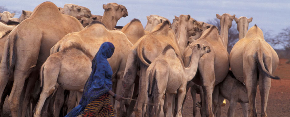 Herder with camels
