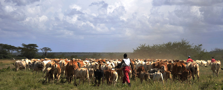Herders with cows in Kenya
