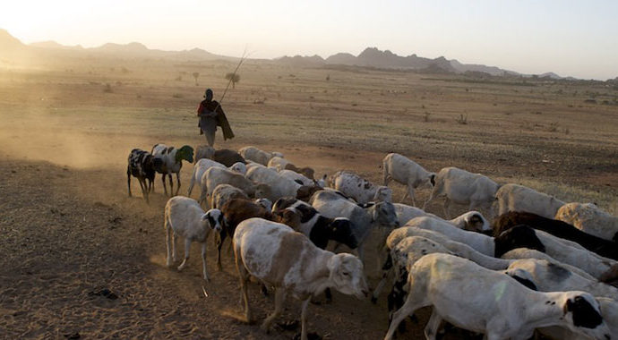 Herder with a flock of sheep in a dryland landscape, with sun setting behind mountains in the background