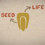 Seed video