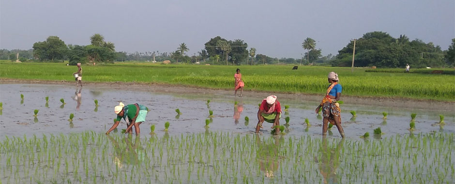 Women working in a waterlogged field