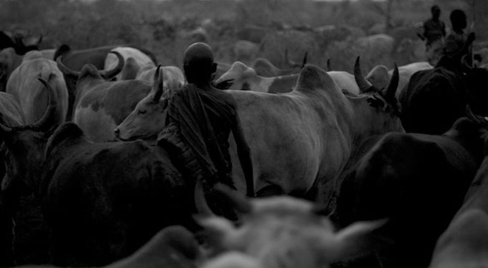 Herders and their livestock. Photo: Matteo Caravani