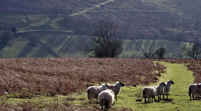 Sheep in a field in Wales, Photo: Andrew Hill
