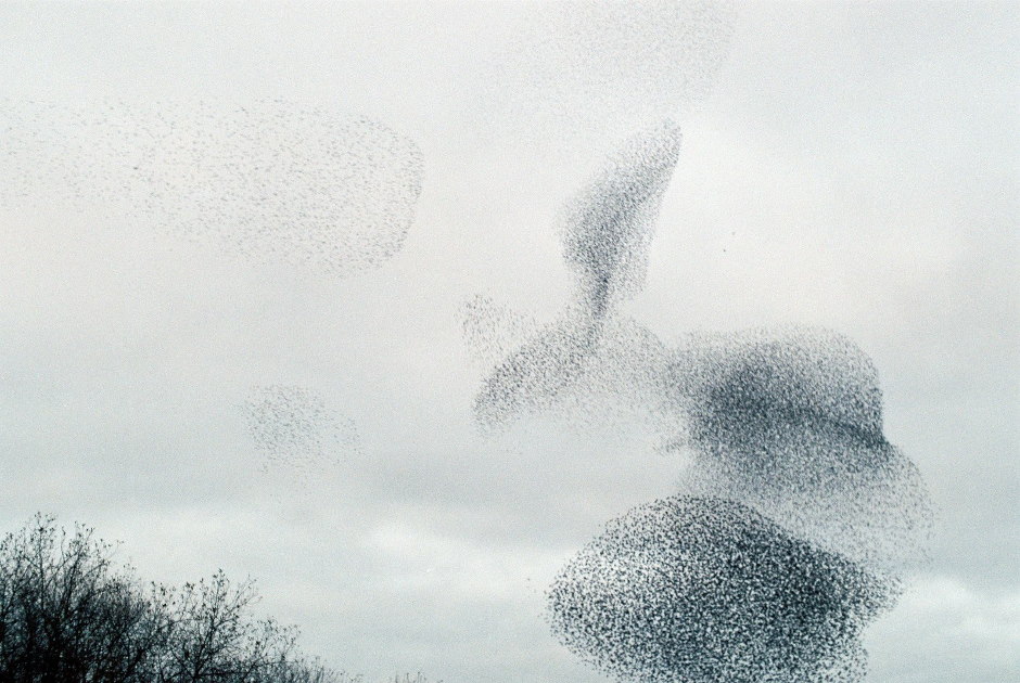 murmuration of starlings