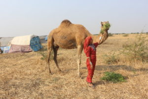 Woman with camel