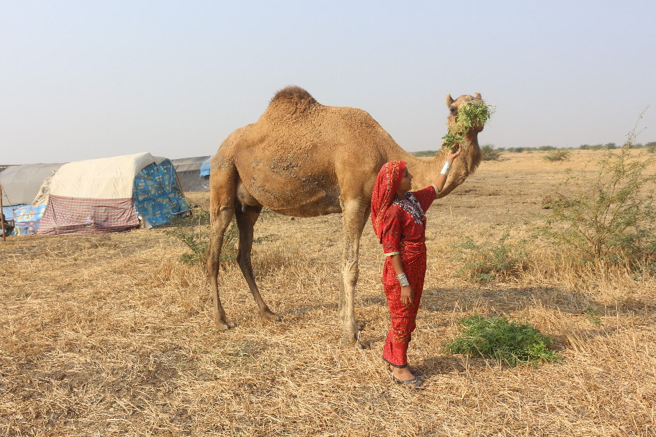 Maldhari (herder) with camel