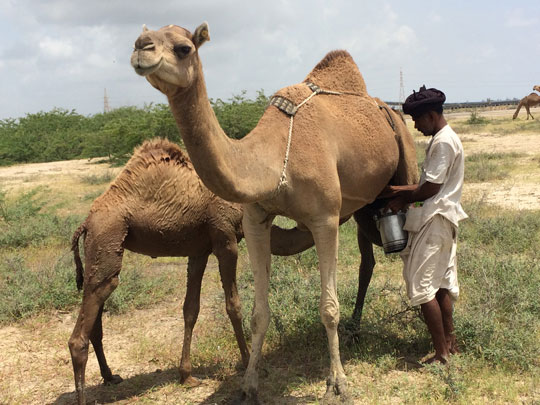 Rabari herder with camel