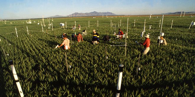 agronomy-field
