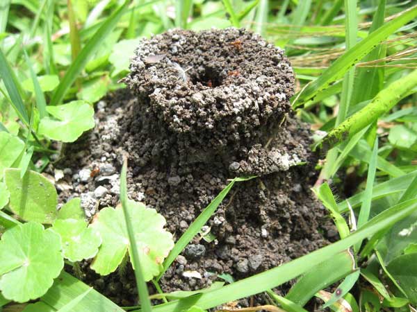 Image of an anthill with a few ants walking on top of it