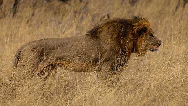 Cecil the lion standing in tall grass.