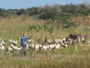 herding in Kenya