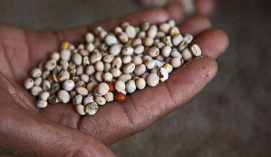 seeds in a hand