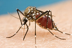 Mosquito - Day Donaldson via Flickr